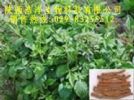 Salvia Root P.E